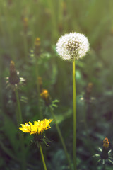 Dandelion in meadow