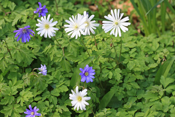 Anemone Blanda