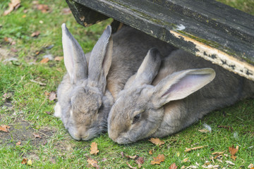 Rabbits sitting under bench.