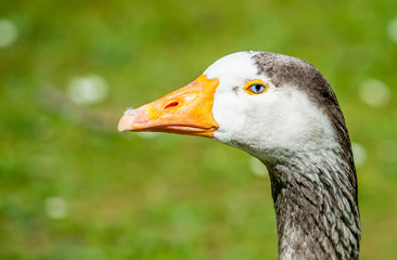 Goose