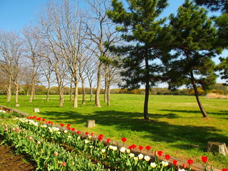 チューリップ咲く水元公園風景