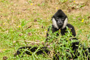 Fototapeta premium Monkey