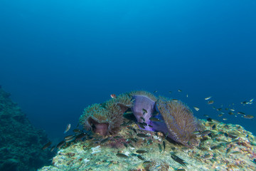 Obraz na płótnie Canvas Underwater Scape of sea anemone and coral reef