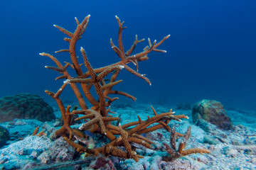 Hard Coral on the sand