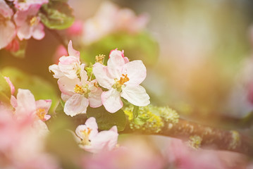 Flowers of a cherry tree