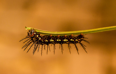 Caterpillar