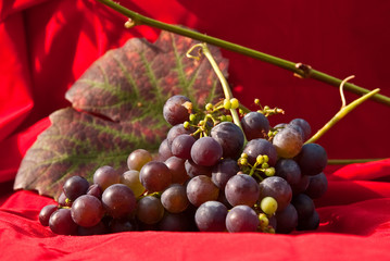 Grapes