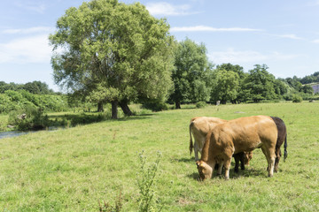 Naklejka na ściany i meble Cows grazing in field.