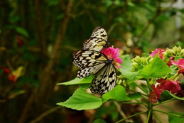 Two Paper Kite (Idea leuconoe) butterflies macro sitting on a pink flower cluster with green leafy background