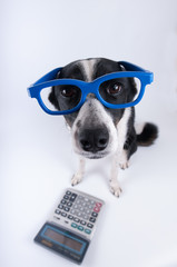 Sitting portrait of dog with calculator