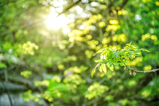 Sun rays fresh green foliage Spring nature background