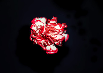 Carnation Red-White Black-Background