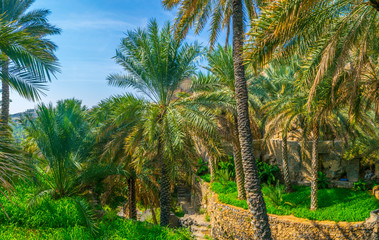 View of an oasis with typical falaj irrigation system in the Misfat al abriyeen village in Oman.
