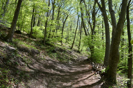 Dans la for&ecirc;t