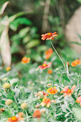 Closeup nature view of flower in garden at summer under sunlight. Natural flower landscape using as a background or wallpaper.