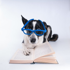 Mixed breed dog reading a book