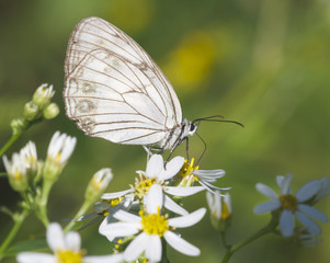 White Skipper Butterfly