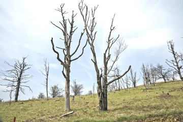 Fototapeta na wymiar Dried beech trees that are recovering after a forest fire