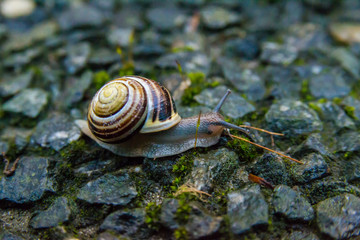 snail crawling on a hard rock texture in the garden. brown striped snail walking around the garden in rainy day
