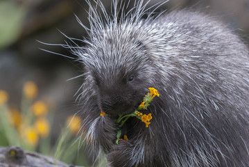 Porcupine on dead log eating yellow flowers and grass in spring