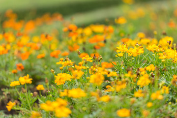 Closeup nature view of flower in garden at summer under sunlight. Natural flower landscape using as a background or wallpaper.