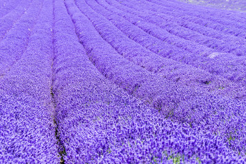 Fototapeta na wymiar Lavender field in full bloom.