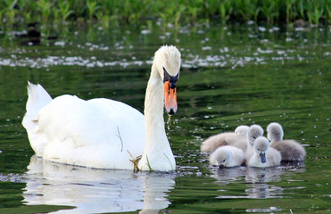 Baby Mute Swans feeding.