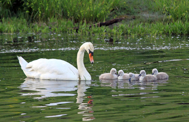Baby Mute Swans feeding.