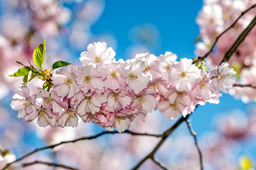 Selective focus close-up photography. Beautiful cherry blossom sakura in spring time over blue sky.