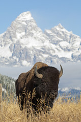 Close portrait of Bison with Grand Teton Mountains in the background