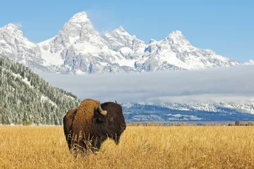 Fototapeten Bison vor der Grand Teton Mountain Range mit Gras im Vordergrund © moosehenderson
