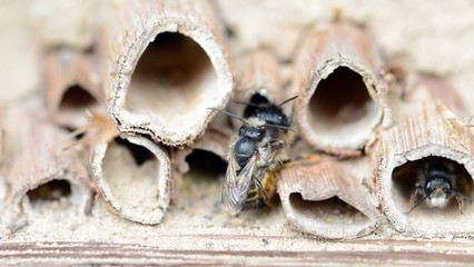 wild solitary bees mating on insect hotel at springtime