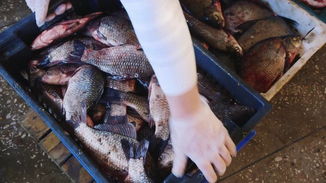 To put a box with live fish. Manual labor for a fish processing factory