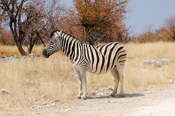 Obraz premium Little cute Zebra in the Etosha National Park