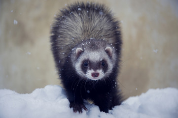 Dark sable ferret in snow outdoor in winter