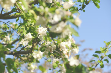 apple tree blossom
