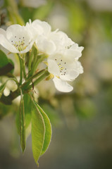 Fototapeta premium apple tree blossom