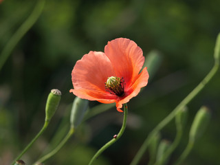 太陽に向かうヒナゲシの花