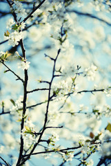 cherry tree blossom in springtime