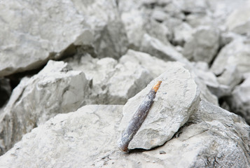fossilized belemnite in chalk rock