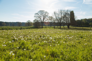 Spring landscape with dandelion fluff 