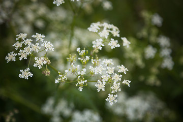 Little white flowers