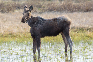 The Shiras Moose of Colorado
