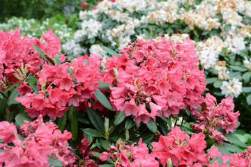 pink rhododendron blossom in springtime.