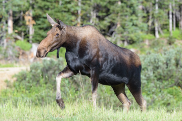 Naklejka na ściany i meble The Shiras Moose of Colorado