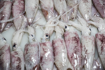 Tintenfische auf dem Fischmarkt