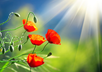 Poppy flowers field nature spring background. Blooming poppies over blue sky