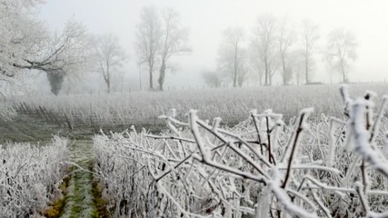 Vine frost jura france - Powered by Adobe