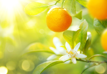 Ripe oranges or tangerines hanging on a tree. Healthy organic juicy fruits growing in sunny orchard