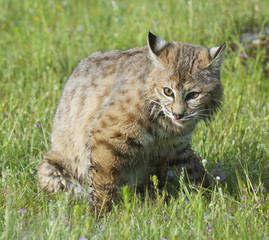 Bobcat